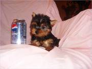 Adorable Yorkie Puppies ready for Adoption