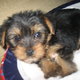 Pure Breed Male and Female Yorkie Puppies For Adoption