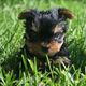 Doll Face Male and Female Yorkie Puppies For Adoption