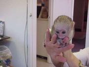 WOW!!! Adorable TWIN Capuchin Monkeys For ADoption