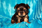 two yorkie puppies for adoption