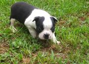Black & White Boston Terrier Puppies for sale