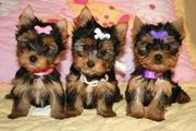 Adorable TeaCup Yorkie Puppies For Adoption 