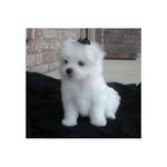 Lovely Male And Female Maltese Puppies For A Home..