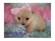Top Quality Pomeranian puppies For adoption
