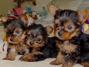  cute teacup yorkie puppies for free adoption