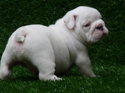 Outstanding Male And Female English Bulldog Puppies For A Home..