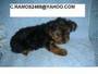                 Tiny Tracup Yorkie Puppies For free(c.ramos2488@yahoo.