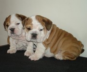 Adorable Bulldogs Puppies for free adoption