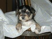 Lovely baby face yorkies availabe