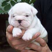 sweet male and female English Bulldog puppy for adoption  