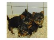Yorkie Puppies For Free Adoption(tracyjons23@yahoo.com)