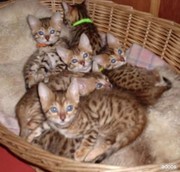   male and female Bengal kittens for a new home