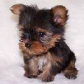 cute, lovely and adorable male and female yorkie puppies for free adopt