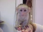 cute baby capuchin monkey for a new home