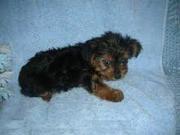Registered Teacup Yorkie Puppies For An Offer(krissych.ch@gmail.com)