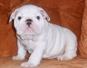male and feame lucy and kesy english bulldog puppies for adoption