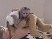 cute baby capuchin monkey for free adoption