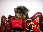 Cute and loving and adorable healthy yorkies for sale