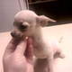 Potty Trained Teacup Chihuahua Puppies For Adoption(male &female)