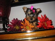 TeaCup Yorkie puppies for sale