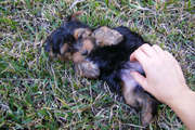 Cute and Adorable Teacup Yorkie Puppies For Adoption