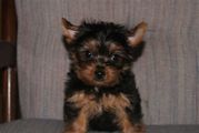 Adorable  Yorkie puppies for Adoption