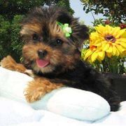 two cute and lovely Yorkie  puppies