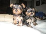 Male and female Teacup Yorkie Puppies For Free Adoption