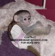 Dream come True baby face capuchin monkeys for Adoption