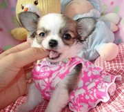 SWEAT CHIHUAHUA PUPPIES FOR FREE ADOPTION