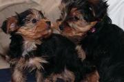 Available lovely looking outstanding teacup Yorkie puppies (sandrawelp