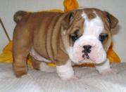Adorable Bulldogs Puppies For Free Adoption
