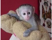cute baby capuchin monkeys