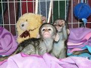 Adorable capuchin,  squirrel ,  spider and pygmy marmoset monkeys availa