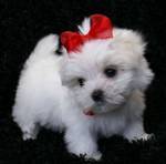  x-mas Tea cup maltese puppies for free       