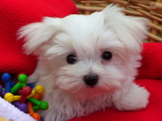 Adorable Maltese puppies for free adoption