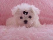 Affectionate Teacup Maltese Puppies For Free Adoption