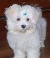 Outstanding Lovely Maltese Puppies For Free Adoption