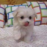 Tiny xmas maltese puppies for free adoption